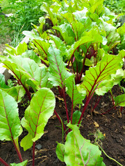 Beet root leaf. Fresh green beet leaves or beet root seedlings. A row of green young beet leaves grows on an organic farm. Close-up of leaves growing in the garden.  Field of beetroot foliage