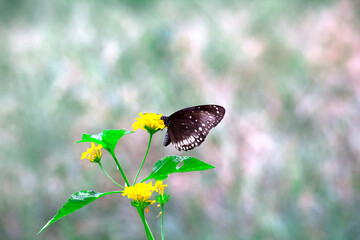 Euploea core, the common crow, is a common butterfly found in South Asia to Australia. In India it is also sometimes referred 
 to as the common Indian crow, and in Australia as the Australian crow. I