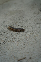 insect on floor