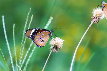 Danaus chrysippus, also known as the plain tiger, African queen, or African monarch, is a medium-sized butterfly widespread in Asia,
 Australia and Africa. It belongs to the Danainae subfamily