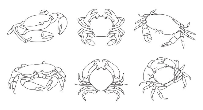 One single line drawing of crabs vector.