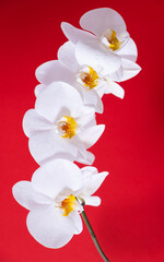 Naklejka na ściany i meble white blooming orchid on red background