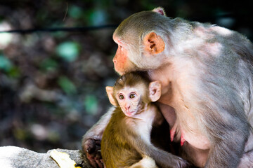 A baby Monkey in her mother arms looking very curiously