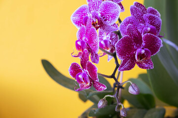 beautiful blooming orchid on yellow background