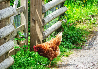 hen at the wooden gate, summer in the countryside