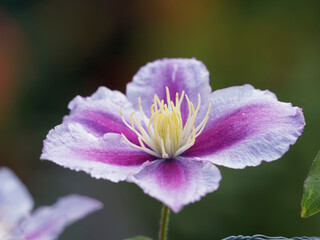 Naklejka premium Clematis 'Piilu' | Clématite liane 'piilu' ou 'Mini Dr. Ruppel' à petites fleurs à sépales blanc, rose clair à mauve, bandes centrale foncées, anthères jaune crème dans un feuillage simples et opposée