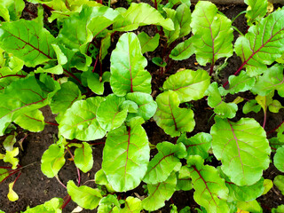Beet root leaf. Fresh green beet leaves or beet root seedlings. A row of green young beet leaves grows on an organic farm. Close-up of leaves growing in the garden.  Field of beetroot foliage