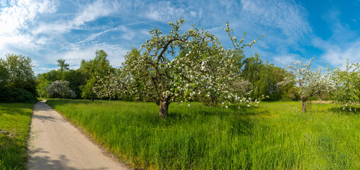 Ein Weg entlang blühender Apfelbäume