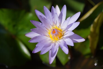 Close up on water lily