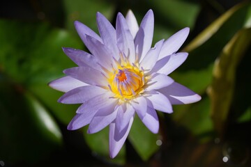 Close up on lotus flower in the pond