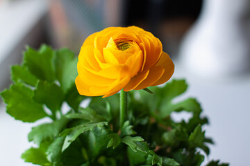 Close up of yellow lutik flower, ranunculus asiaticus, in a brown spot between green leaves on bright background. Nature garden concept. Trendy Illuminating yellow color of year 2021