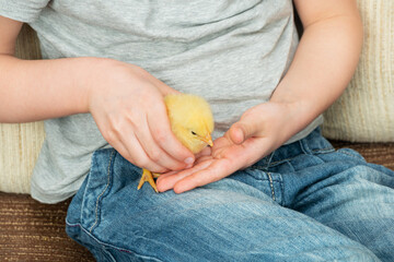 chick in children hands, close-up