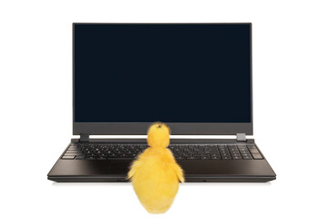 little duckling at the laptop
