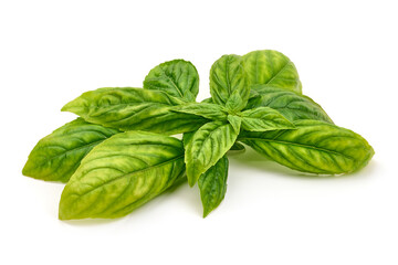 Basil leaves, isolated on white background. High resolution image.