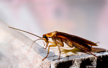Red male cockroach on the wall at night.