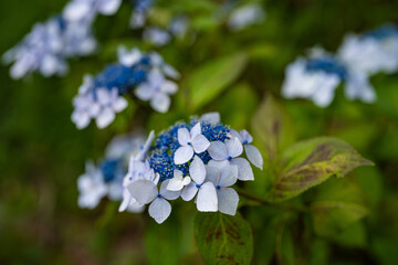 紫陽花2021