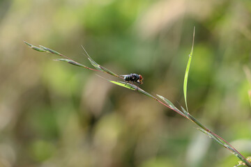 dragonfly on a leaf