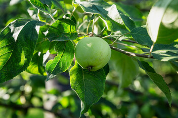 Green apple on a tree with leaves. New harvest. Healthy food and vitamins from nature.