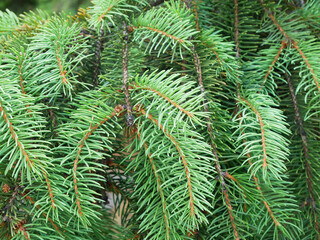 Needles of a green pine tree closeup