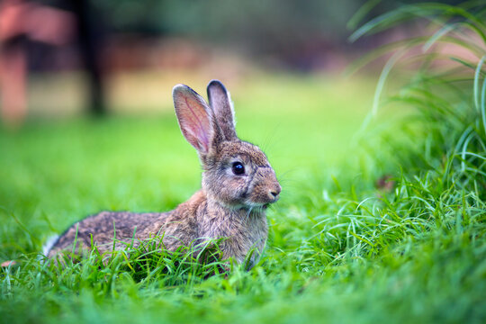 Rabbit lying in grass at the monastery on Lokrum island near Dubrovnik in Croatia.