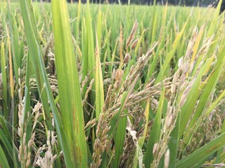 Indonesian local rice ready to harvest