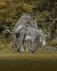 Fototapeta na wymiar zwei zebras