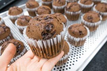 Just Baked Chocolate Muffins In Baking tray.