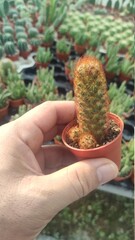 cactus in a pot