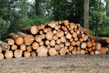 A Wood Pile Stack of Freshly Sawn Forestry Logs.