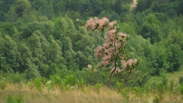 Flowering shrub of Smoke Tree in strong wind (Cotinus Coggygria) - (4K)