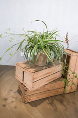 plants in pots with decoration items placed on a wooden box.