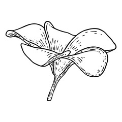 Plumeria or frangipani flowers with petals drawing. Hand drawn line art of decorative exotic tropical flowers, blooming and open buds. Vector.