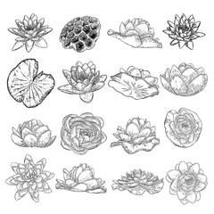 Lotus flowers. Floral botanical water lily flowers set. Isolated blooming pond wildflowers. Collection of lotus flowers for spiritual body and mind designs, spa, meditation, religion, yoga. Vector.