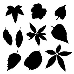 Various forest leaves set. Isolated tree branches and herbs leaf or foliage silhouette. Made of real live plants. Vector.