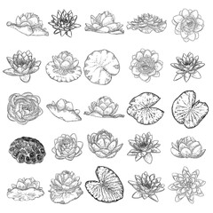 Set of lotus drawings. Various view of water lily blooming heads and leafs. Flowers buds in hand drawn floral style. Wild pond lotus floral design elements for spiritual body and mind visuals. Vector.