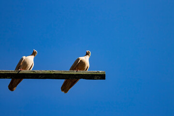 Pigeon, Dove of peace. World Habitat Day. Bird sits on dovecote trunk against blue sky. Bird...