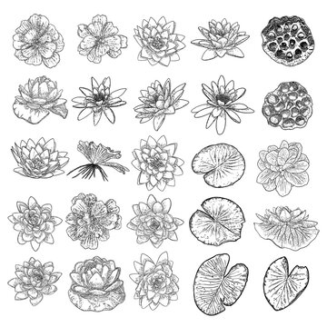 Set of lotuses, line art stylized. Collection of lotus flowers blooms. Black white, hand drawn isolated water pond lily floral. Body and mind designs elements. Vector.