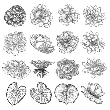 Lotus flowers and leaves set. Sketched floral botany of water lilies. Indian religion symbol of purity and enlightenment. Black white, hand drawn isolated water pond lily floral. Vector.