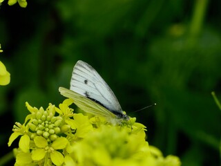 butterfly on a flower
