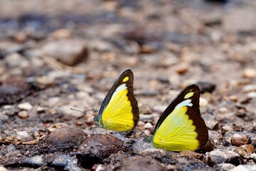 Two butterflies on the ground 