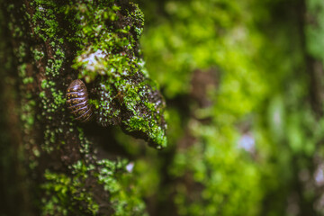 マクロ撮影したダンゴムシ