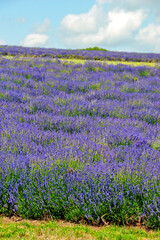 Obraz premium Lavender Field Summer Flowers Cotwolds Gloucestershire England