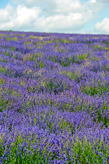 Obraz premium Lavender Field Summer Flowers Cotwolds Gloucestershire England
