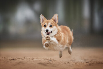 Naklejka na ściany i meble Funny welsh corgi pembrok running through the sandy beach against the backdrop of a foggy autumn landscape. The mouth is open. Paws in the air. Crazy dog