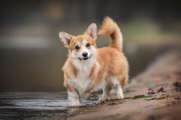 A funny red welsh corgi pembroke puppy standing on the shore of the lake against the backdrop of a foggy autumn landscape. Circles on the water
