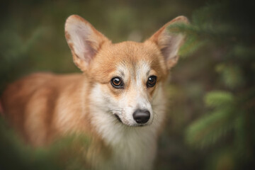 Close-up portrait of a cute red welsh corgi pembroke puppy with big eyes among juicy green spruce branches