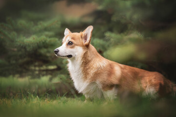 Pensive red welsh corgi pembroke puppy sitting among juicy lush green fir trees and looking away