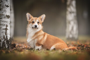 A beautiful red welsh corgi pembroke puppy sitting among fallen leaves and thin birches against the backdrop of a foggy autumn landscape