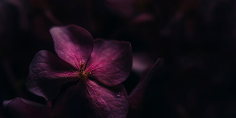 Closeup of purple hyrangea flower with water drops in garden. Macro dark pink hortensia with bokeh background wallpaper. Classy bridal and valentine decor bouquet.