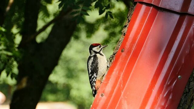 chick of great red-headed woodpecker  looks  close-up